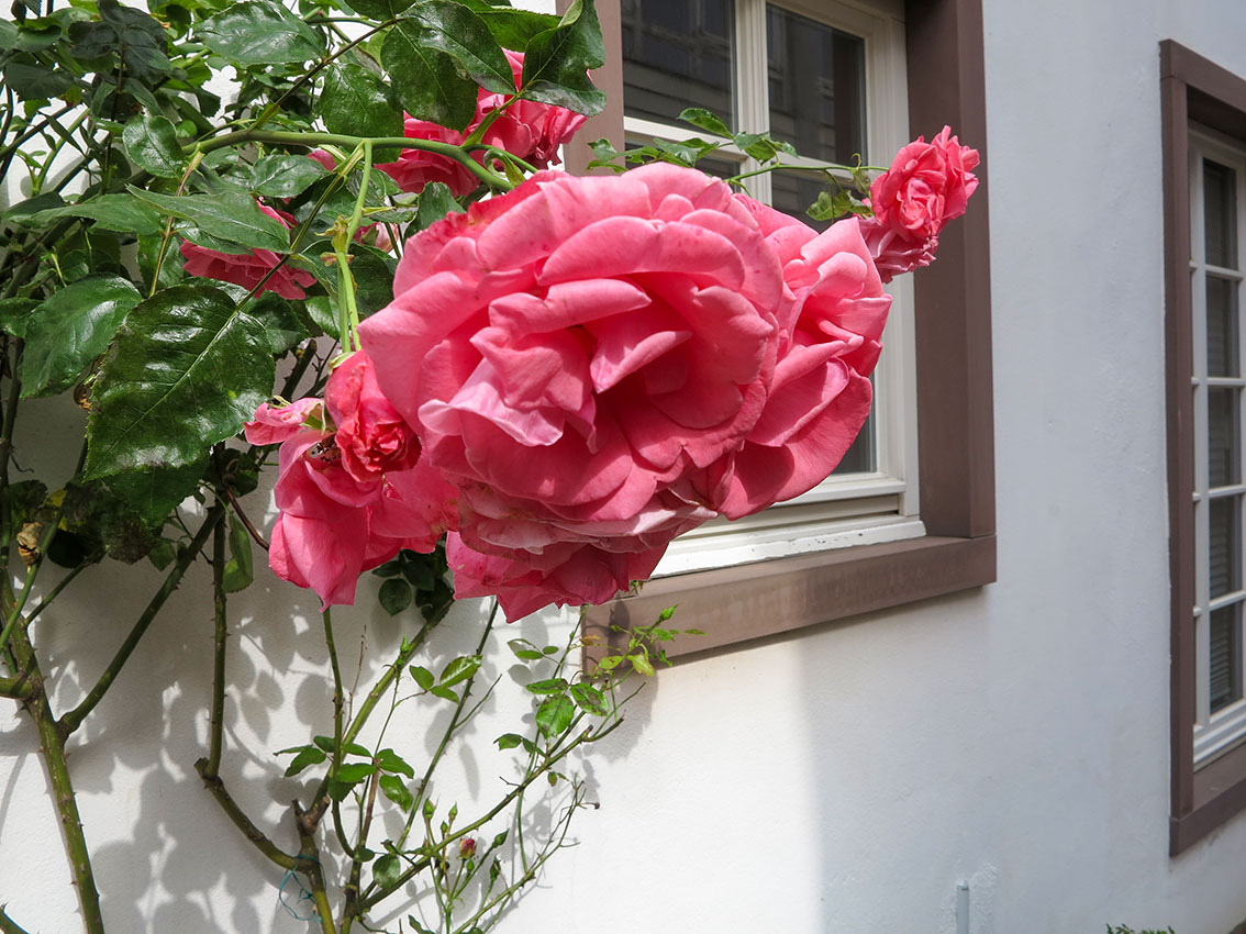 rosentage_24 12